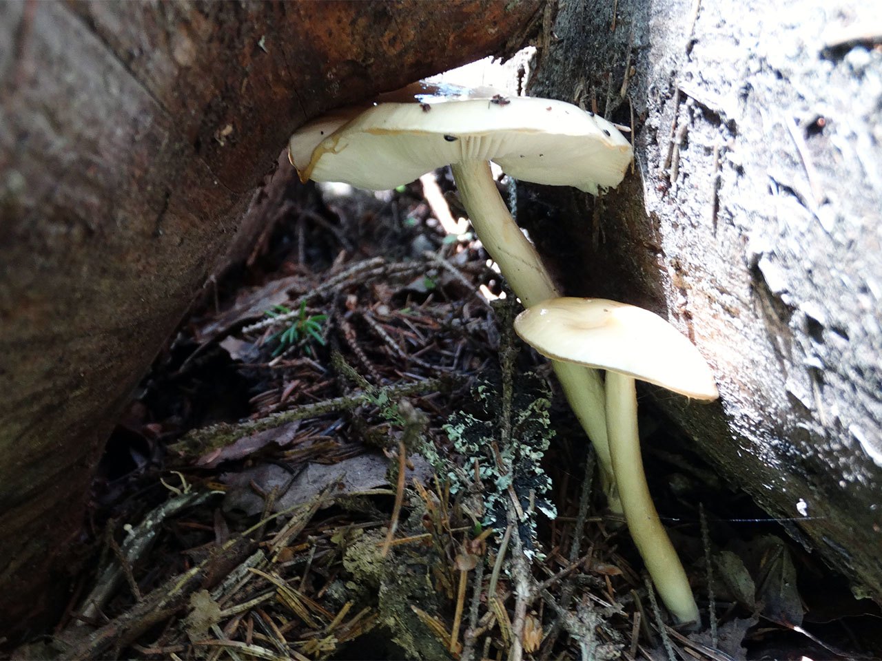Limacella illinita