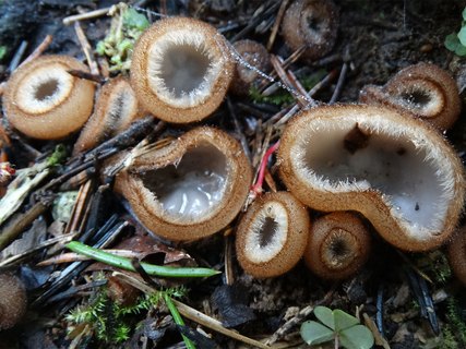 Humaria hemisphaerica AMF 20170729-01