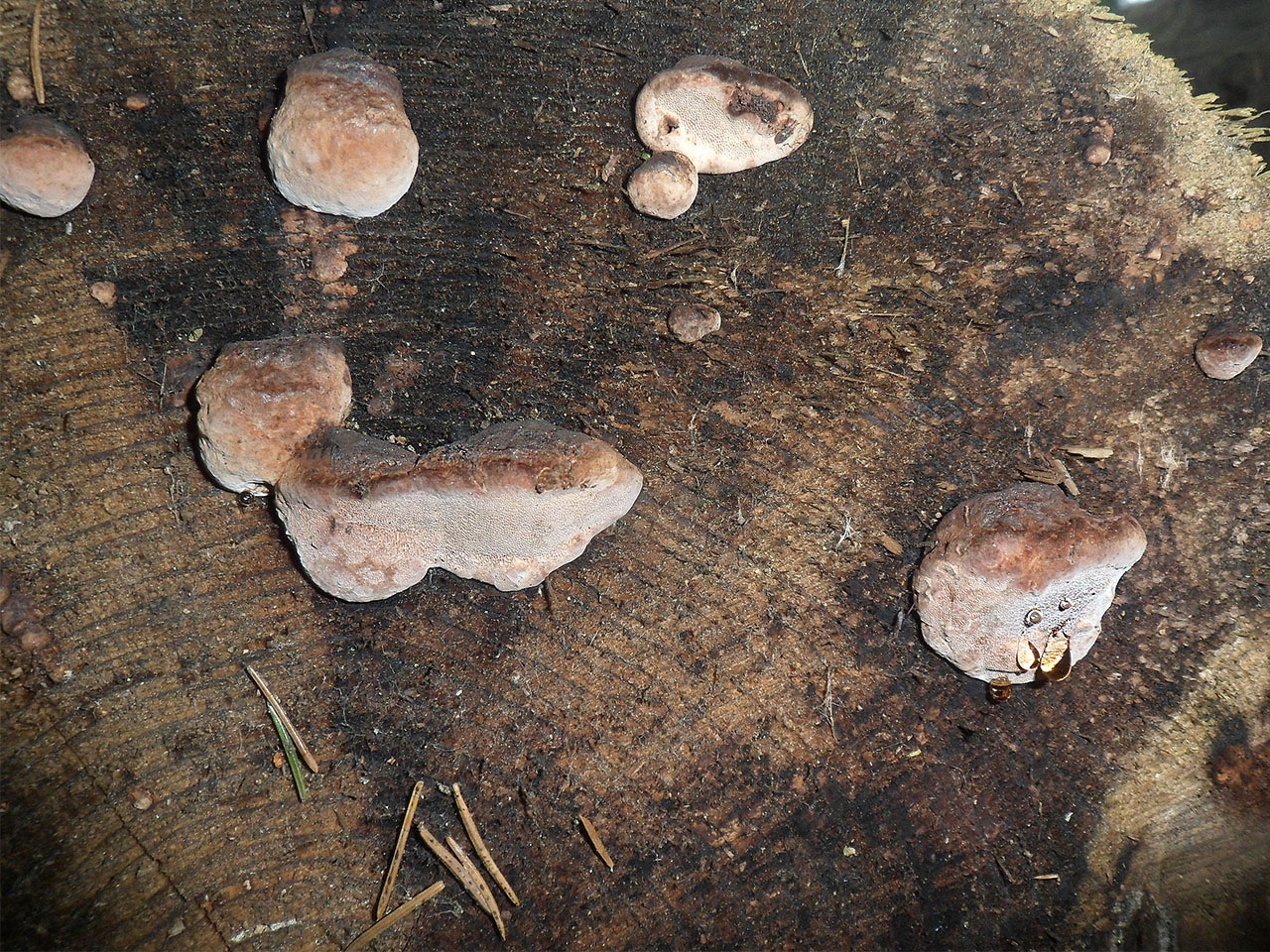 Fomitopsis rosea AMF 20170515-03