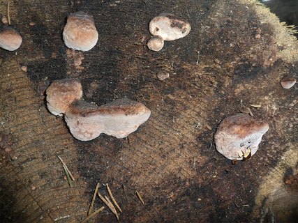 Fomitopsis rosea AMF 20170515-03