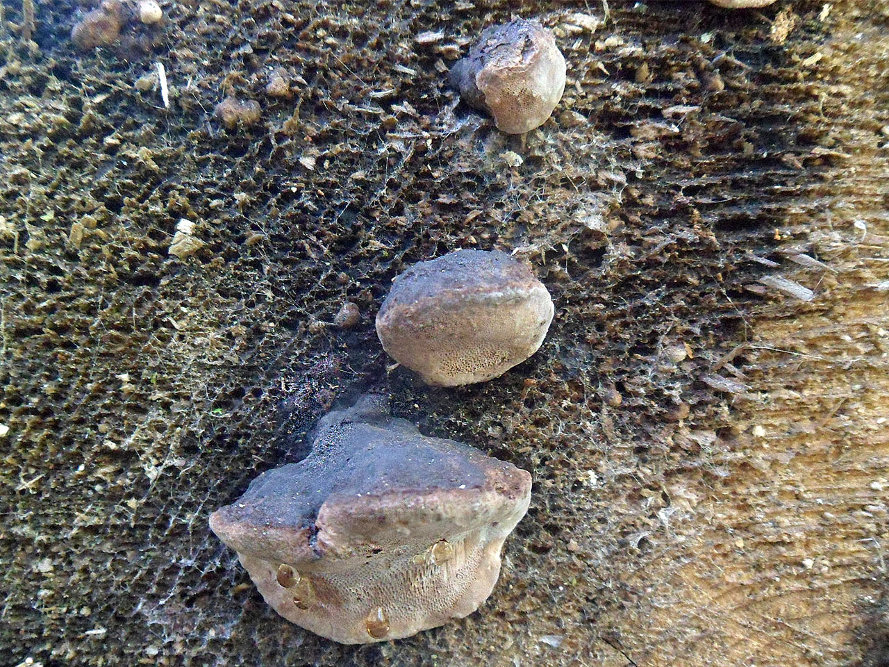 Fomitopsis rosea AMF 20170515-05