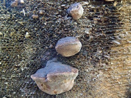 Fomitopsis rosea AMF 20170515-05