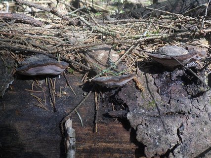 Fomitopsis rosea AMF 20170524-01
