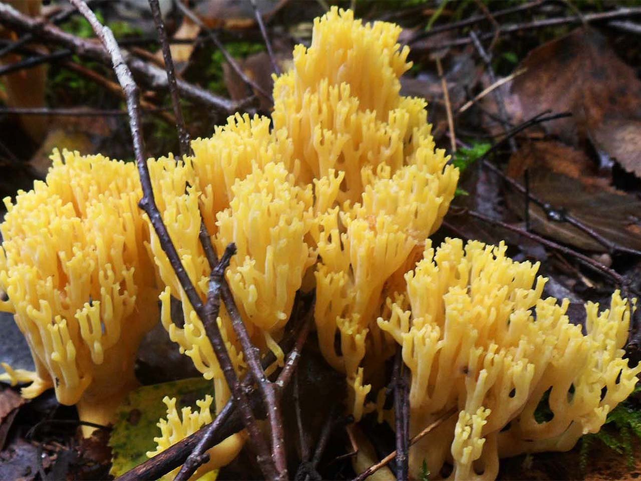 Ramaria aurea
