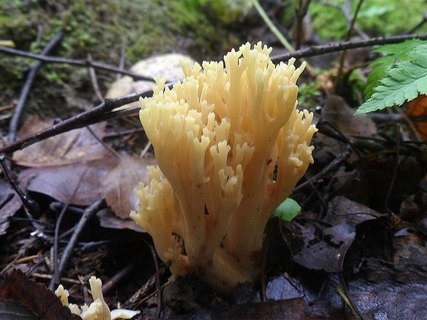 Ramaria aurea AMF 20160906-06