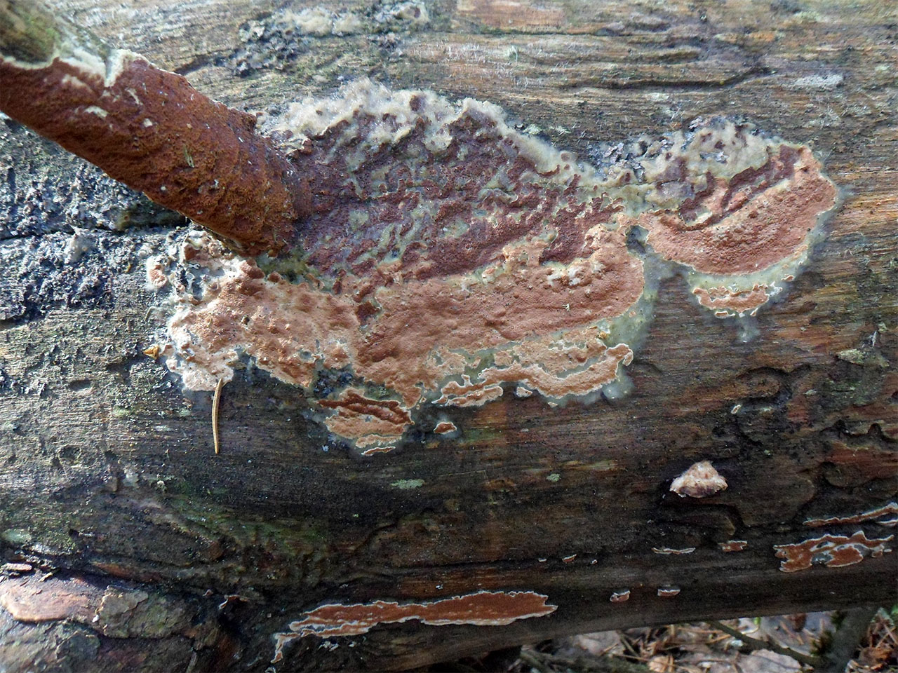 Gloeoporus taxicola AMF 20170409-01