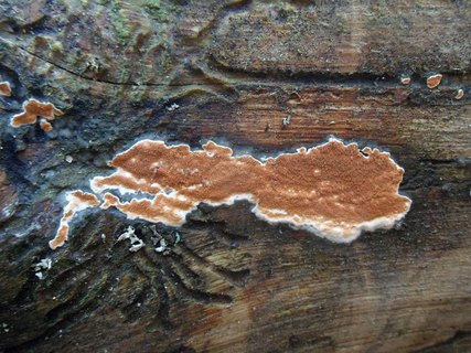 Gloeoporus taxicola AMF 20170409-03