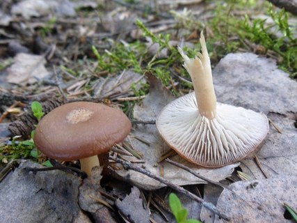Rhizocybe vermicularis AMF 20170515-04