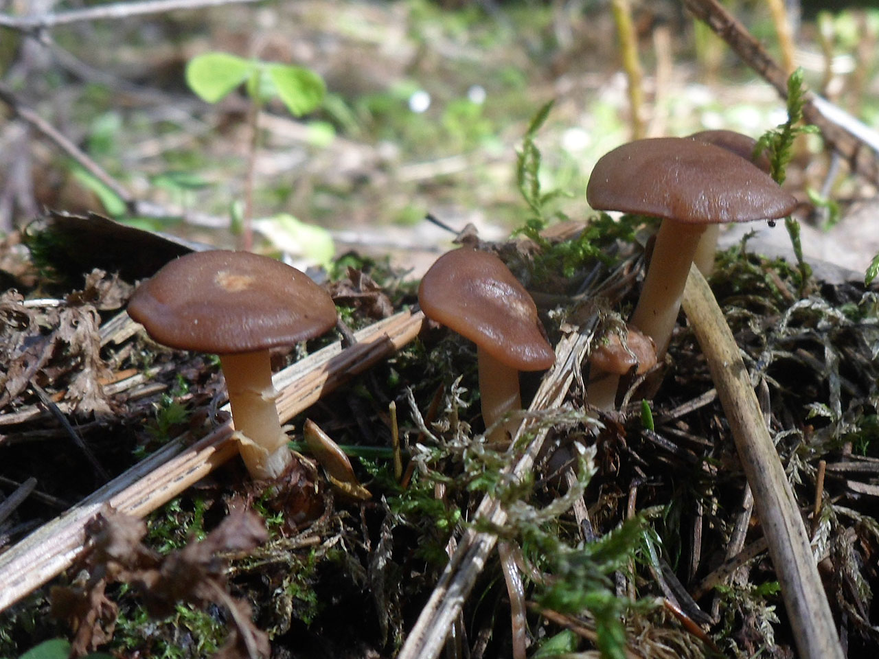 Rhizocybe vermicularis AMF 20170515-05