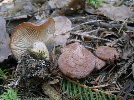 Rhizocybe vermicularis AMF 20170515-06