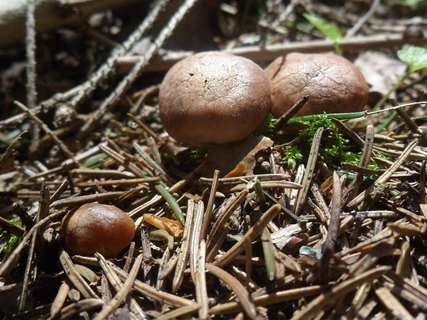 Rhizocybe vermicularis AMF 20170515-07