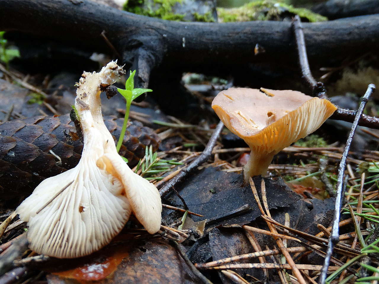 Rhizocybe vermicularis AMF 20170526-03