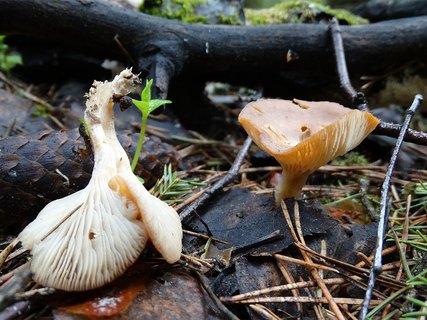 Rhizocybe vermicularis AMF 20170526-03