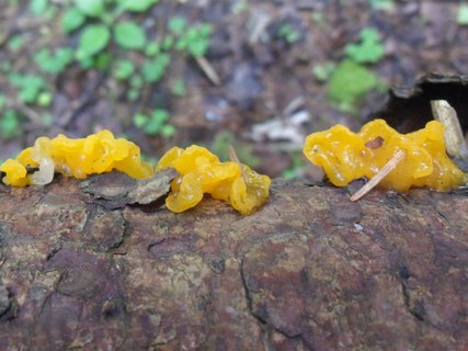 Dacrymyces chrysospermus AMF 20160709-01