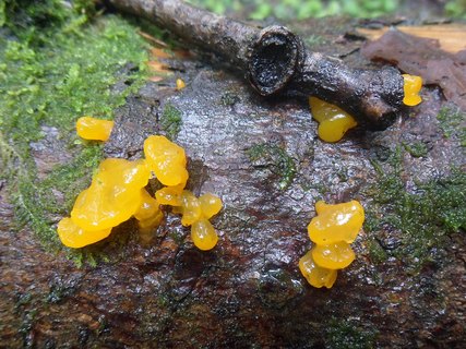 Dacrymyces chrysospermus AMF 20170704-03