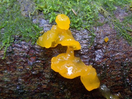 Dacrymyces chrysospermus AMF 20170704-05