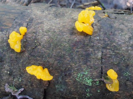 Dacrymyces chrysospermus AMF 20170705-07