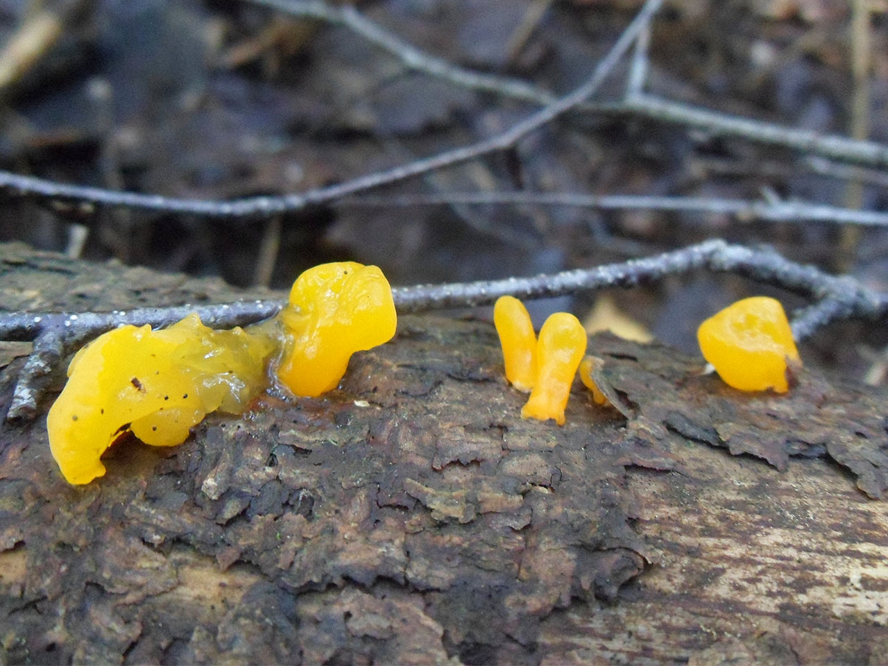 Dacrymyces chrysospermus AMF 20170705-08