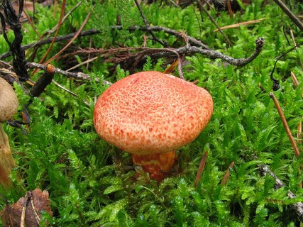 Cortinarius bolaris
