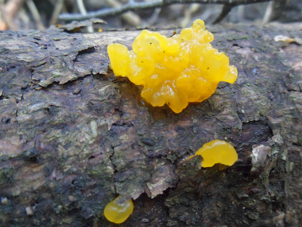 Dacrymyces chrysospermus AMF 20170705-09