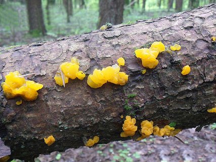 Dacrymyces chrysospermuss AMF 20160709-02