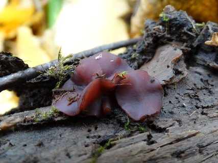 Ascocoryne cylichnium AMF 20171018-02