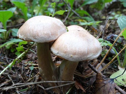 Cortinarius bivelus AMF 20170922-02