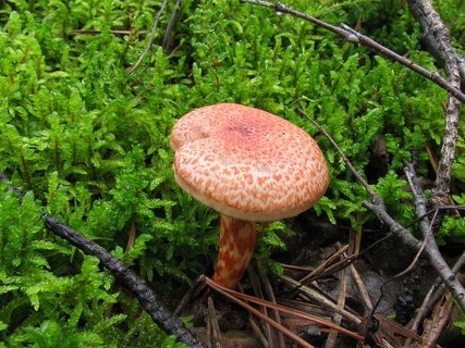 Cortinarius bolaris