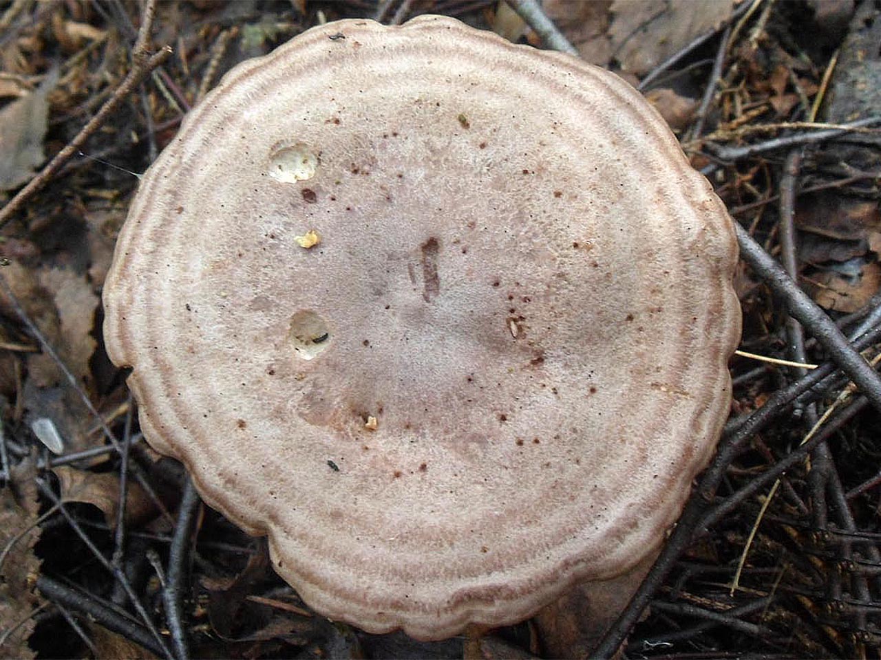Lactarius flexuosus AMF 20160724-07