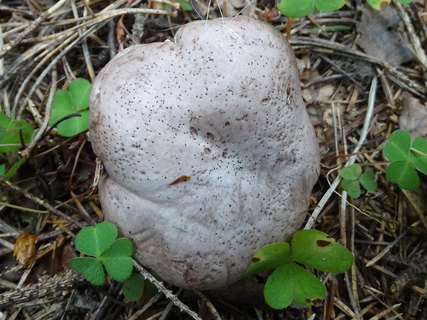 Lactarius flexuosus AMF 20170822-01