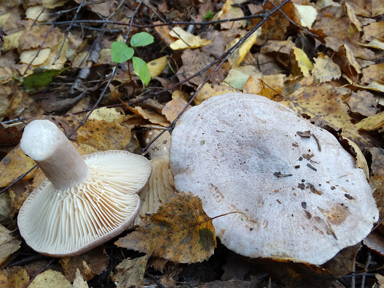 Lactarius flexuosus AMF 20170925-03