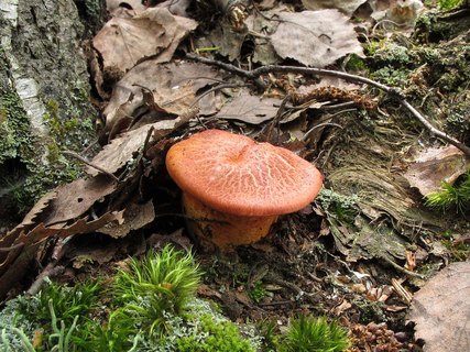 Cortinarius bolaris