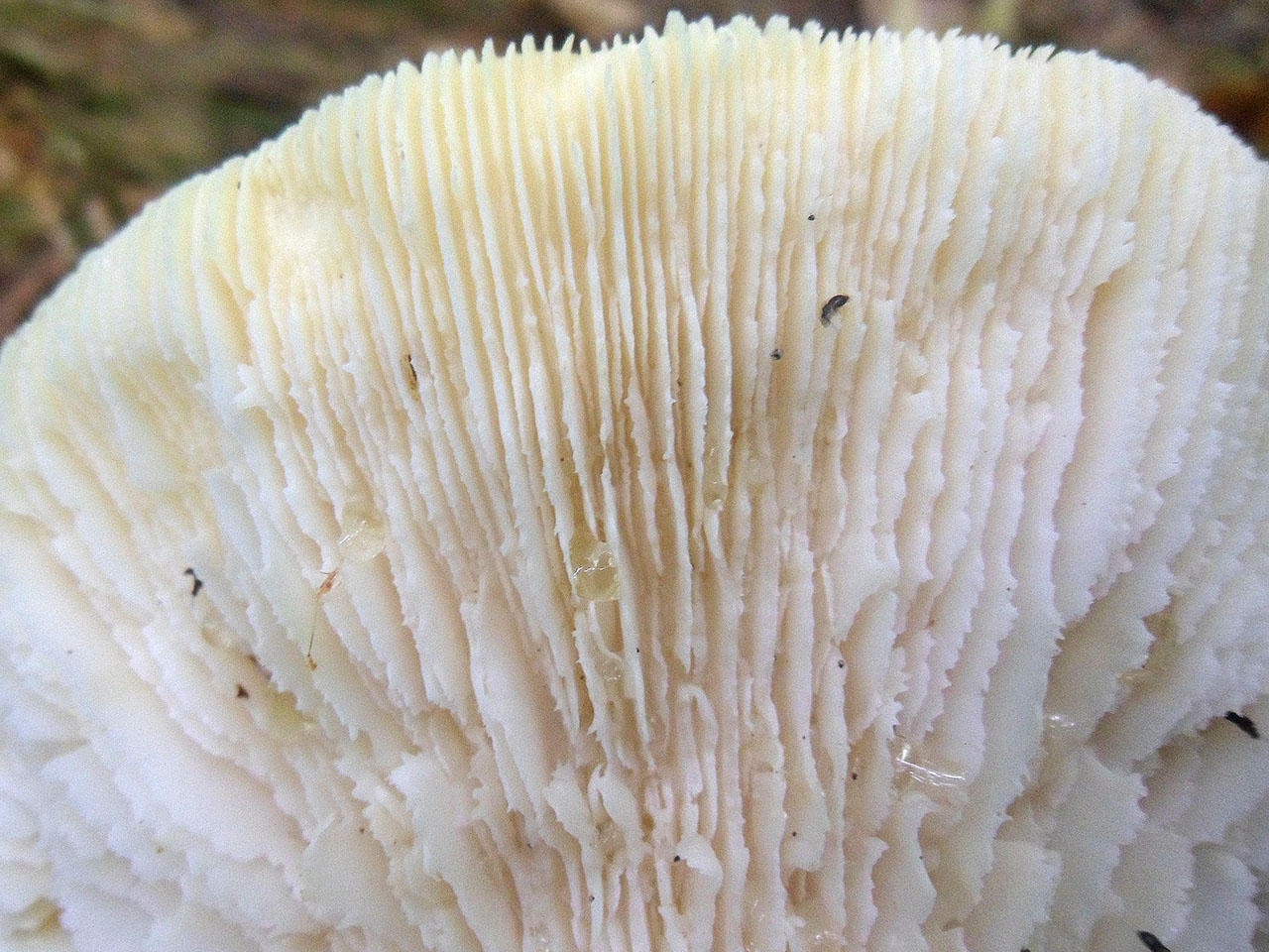 Lentinus tigrinus AMF 20170904-04