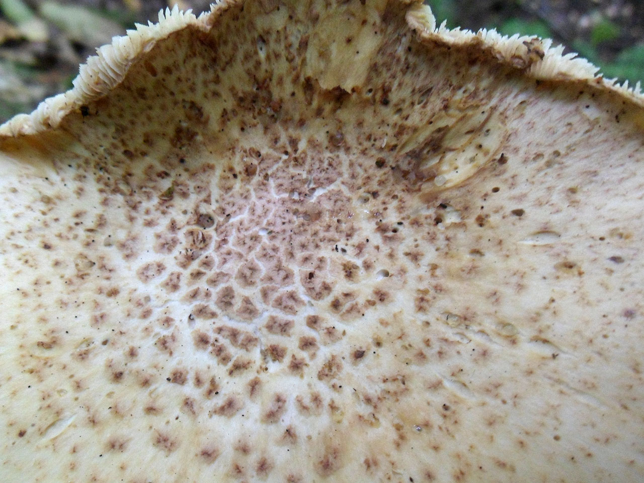Lentinus tigrinus AMF 20170904-05