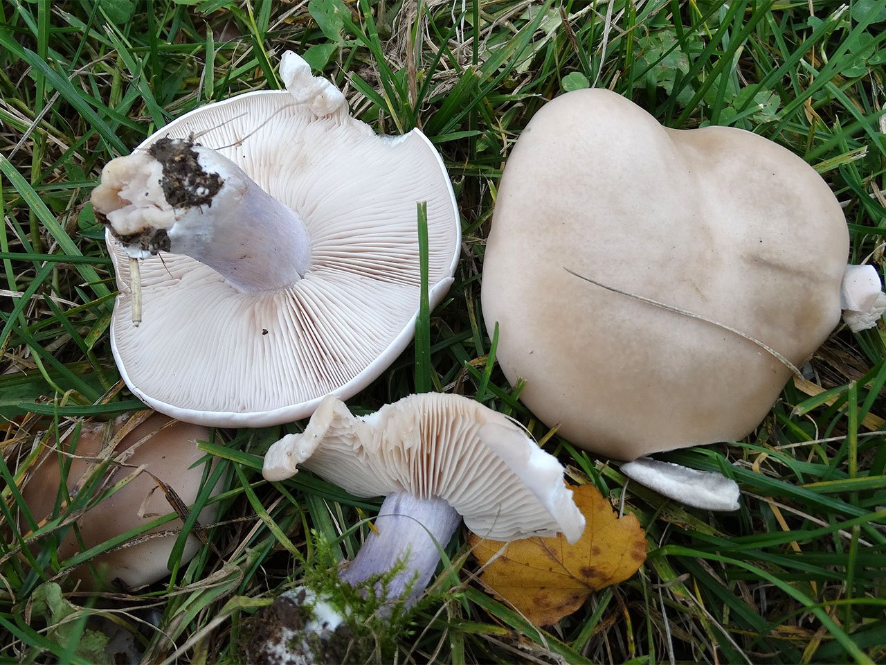 Lepista personata