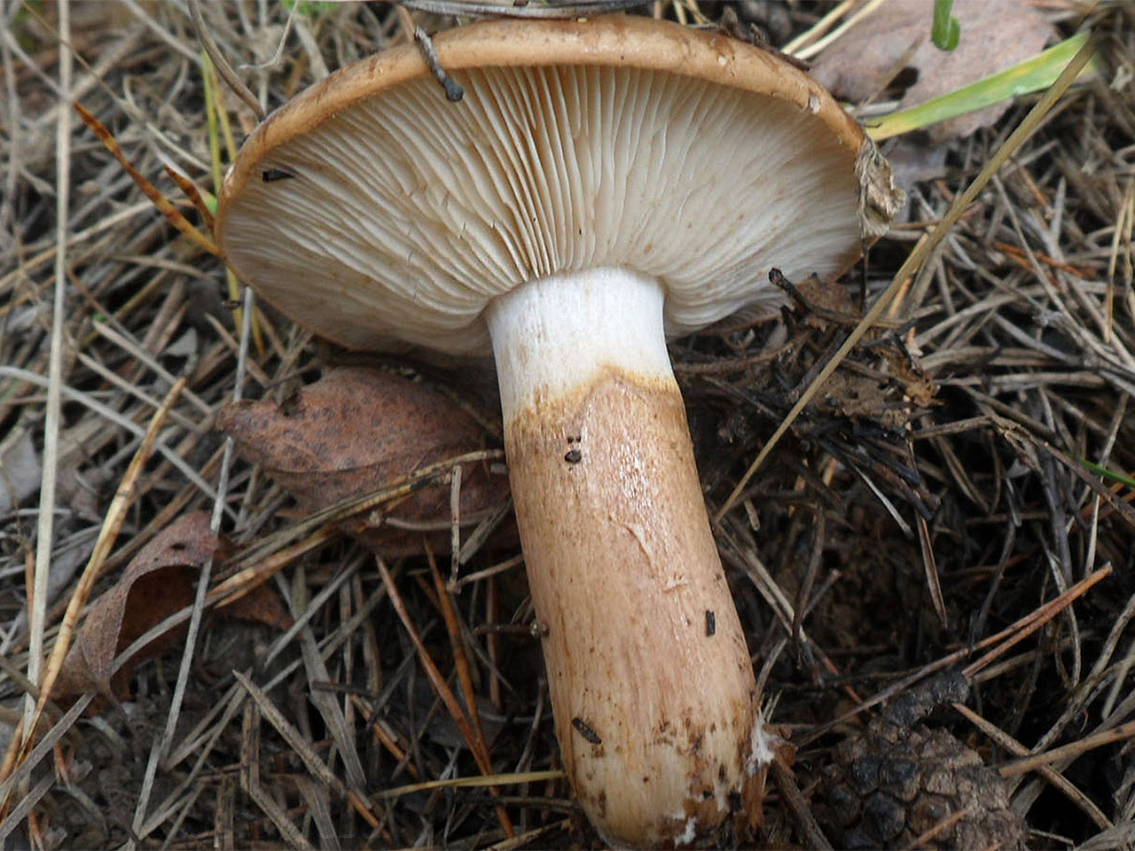 Tricholoma batschii AMF 20160927-01