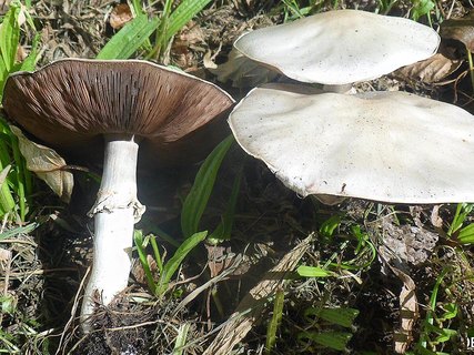 Agaricus arvensis AMF 20160901-03