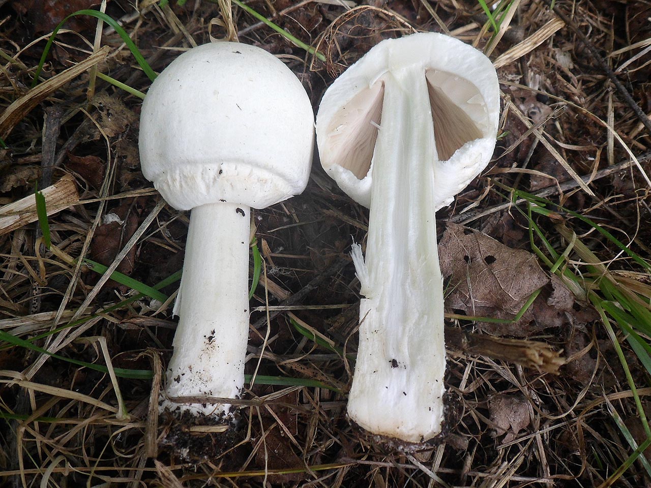 Agaricus arvensis AMF 20170716-04