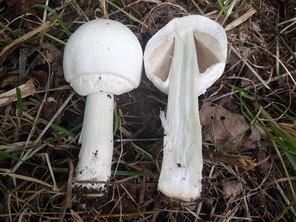 Agaricus arvensis AMF 20170716-04