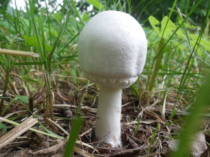Agaricus arvensis AMF 20170716-05
