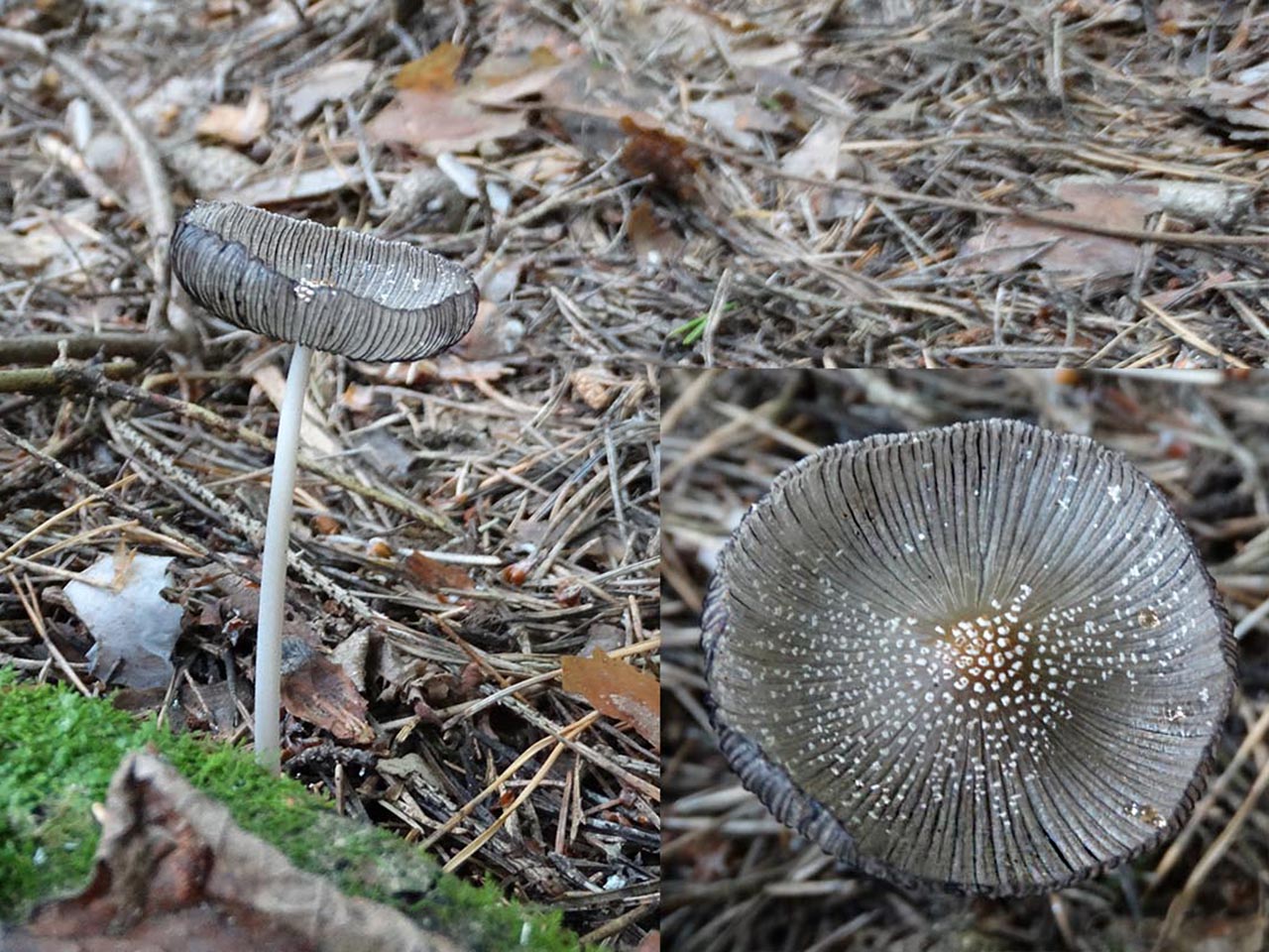 Coprinopsis cinerea AMF 20160715-10