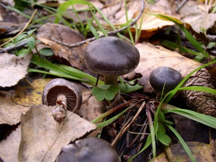 Cortinarius brunneus