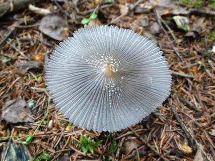 Coprinopsis cinerea AMF 20170617-06