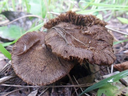 Inocybe lanuginosa AMF 20170716-02