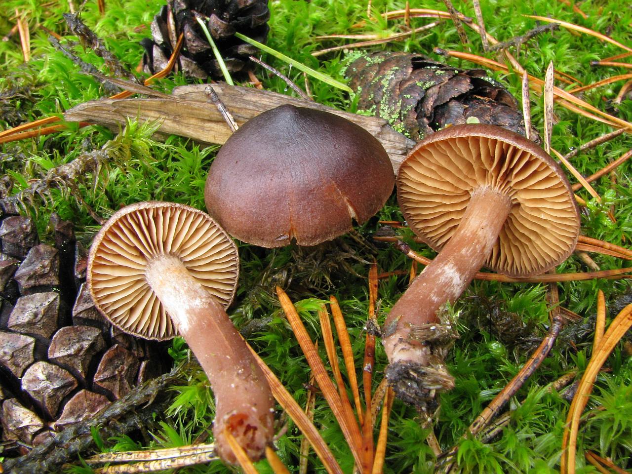 Cortinarius brunneus