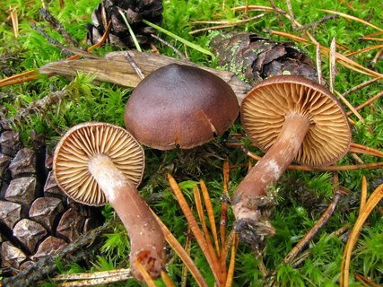 Cortinarius brunneus