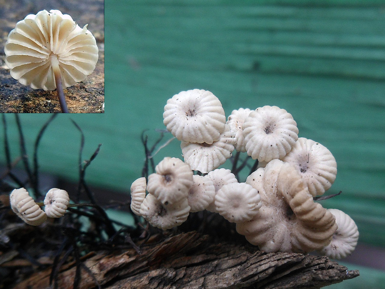 Marasmius rotula AMF 20170716-05