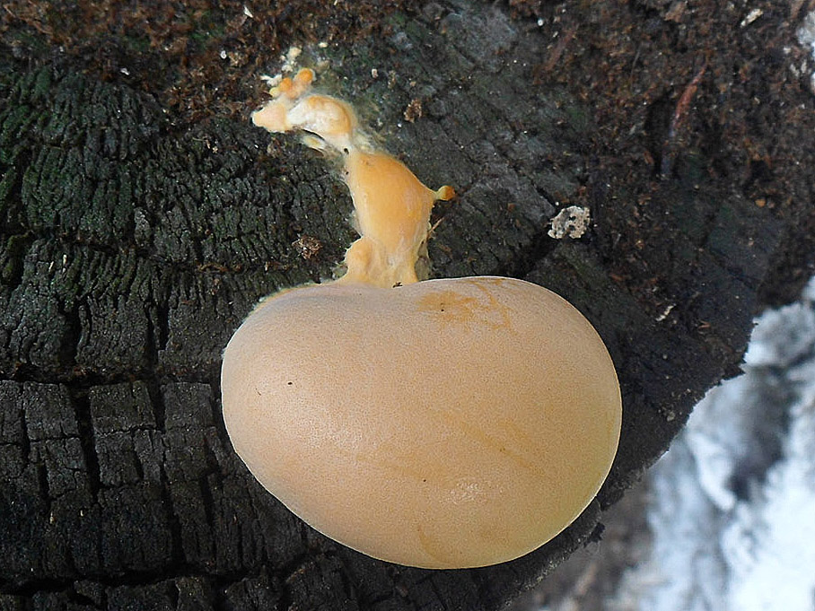Lycogala flavofuscum АMF 20160720-04