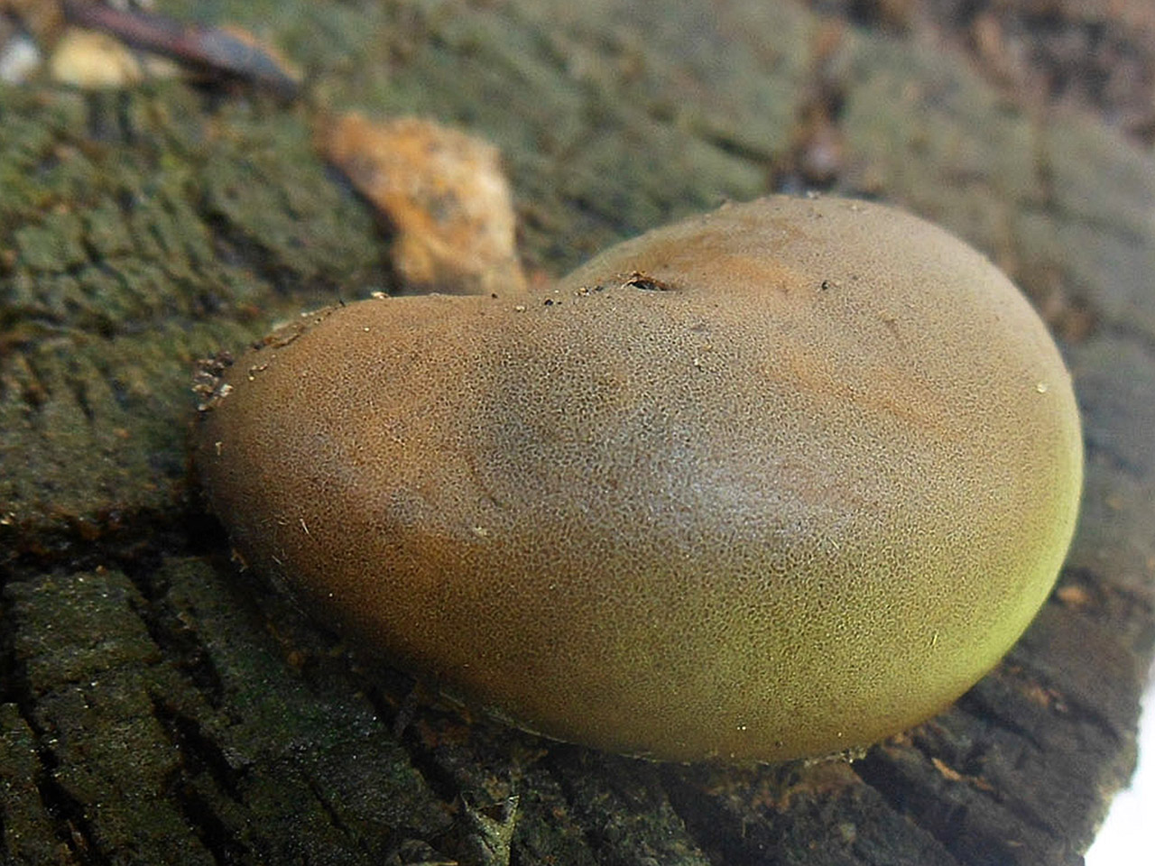 Lycogala flavofuscum АMF 20160728-05