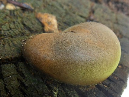 Lycogala flavofuscum АMF 20160728-05